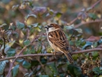 House Sparrow
