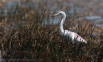 FLB023: Juv. little blue heron