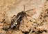Nomada leucophthalma (f)