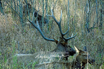 3HPhotography10-6-24_RMNP_0015_