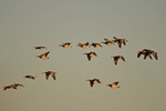 Barnacle Geese