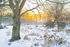 Winter Dawn Tiptree Heath (5)