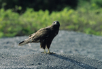 Galapagos hawk (Isabela)