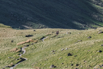 Old County Tops-1