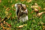 A Squirrel 5