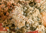 Amblyosyllis formosa