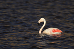 Chilean Flamingo swimming dark water background, Machuca, Chile