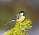 Great Tit - Parus major