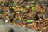 Two Common Mynas on the ground, Hawaii