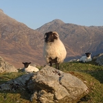 Mother with Lambs, Connemara, Galway