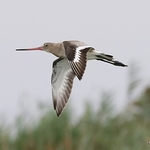Black-Tailed Godwit (Limosa limosa) ad