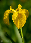 Yellow Iris