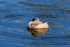 Australasian Crebe juvenile 1. 0A3A6680