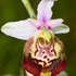 Ophrys fuciflora (Late Spider Orchid)