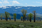 3HPhotography5-23-25_GTNP_1558_