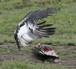 White-headed Vulture with Marabou Stork Kill