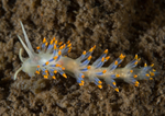 Trinchesia caerulea