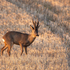 Roe Deer