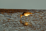Bar tailed Godwit - River Deben