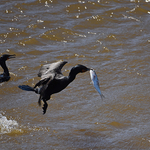 Reversing Falls Fast Food Phalacrocorax auritus