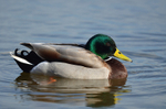 Mallard