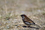 House Sparrow - 5747