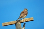 Common Kestrel