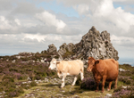 Devil's Chair and cattle 2