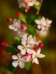 Close Up Of Crab Apple  Blossom In My Garden