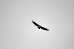 Griffon Vulture
