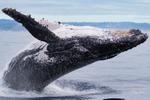 0A3A6234. Breach in Glassy Water 10