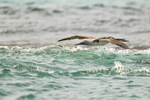 Blue-footed Booby low over sea during dive, San Cristobal, Galapagos