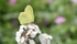 Brimstone