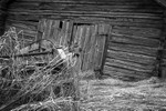 Old Wooden Barn,B-W-4295