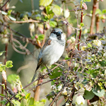 9th March Sparrow