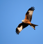 Red Kite
