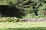 FOM_0701