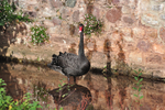 Male Black Swan at Dawlish