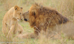 Lion and his cub.