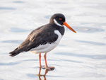 Oystercatcher