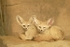 Fennec Foxes