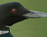 Common Loon, eye & bill detail, Minnesota, USA