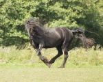 friesians 101-72