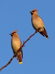 Waxwings