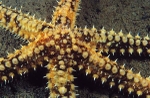 Marthasterias glacialis