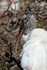 Wood Stork portrait, Wakodahatchee Wetlands, Florida