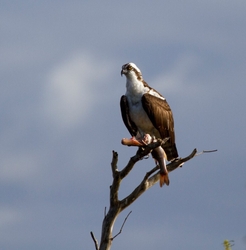 Osprey_0022