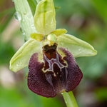 Small-patterned ophrys (Ophrys fuciflora ssp parvimaculata)