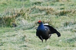 Black Grouse