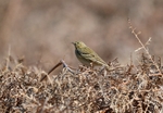 Tree Pipit